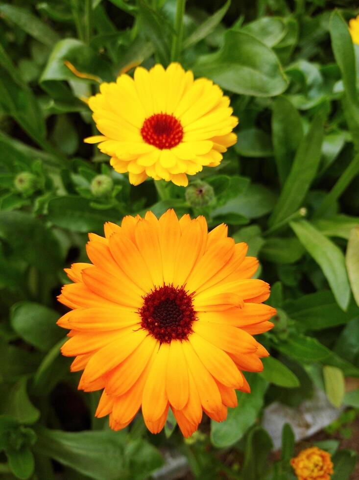 Natural Flower in Garden photo