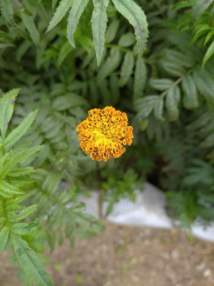 Yellow Marigold Flower photo
