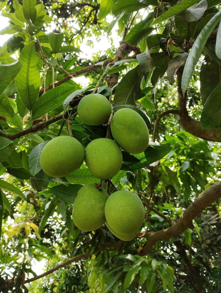 Mango tree with mango photo