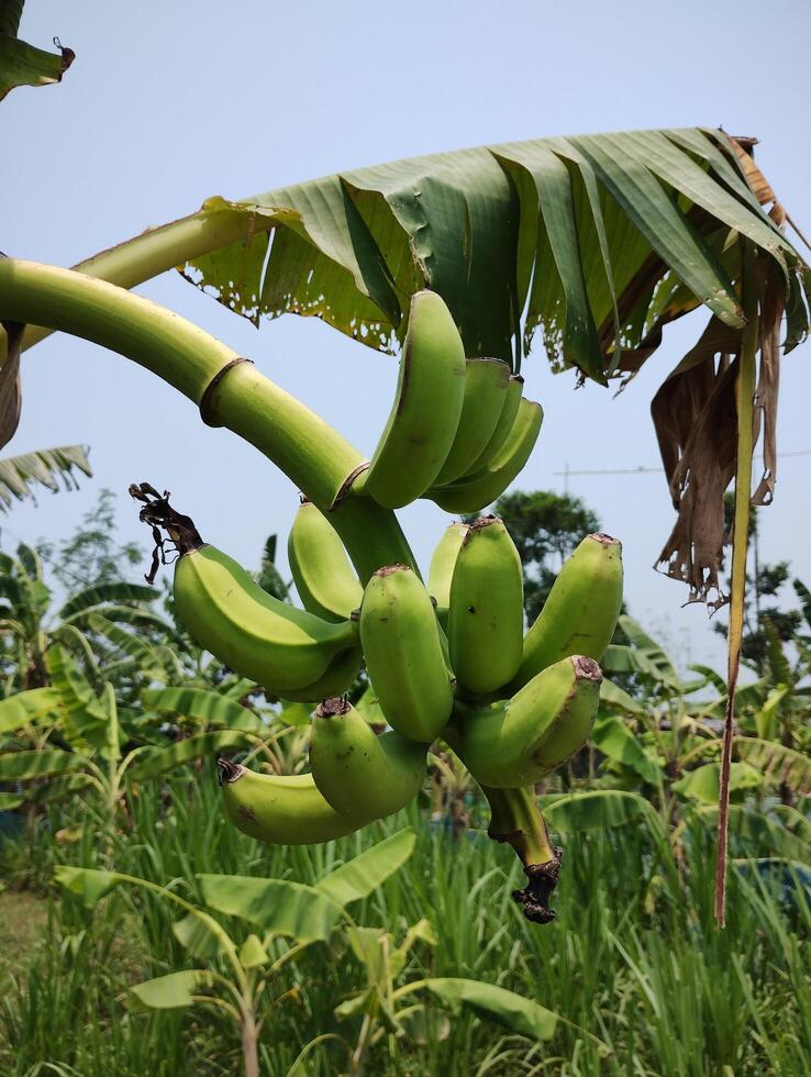 Banana Tree with banana photo