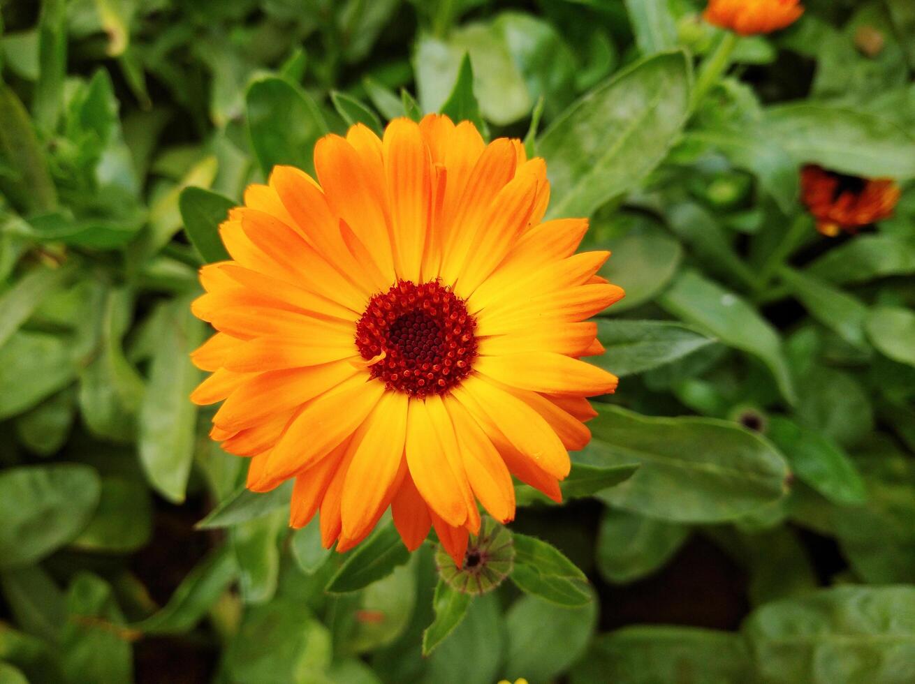 Natural Flower in Garden photo
