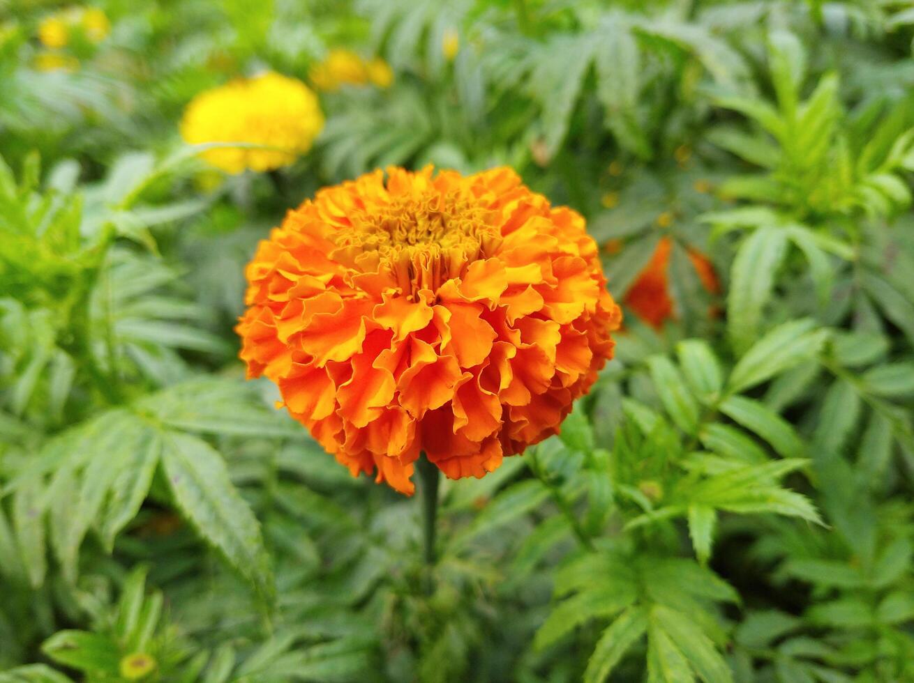 Orange Marigold Flower photo