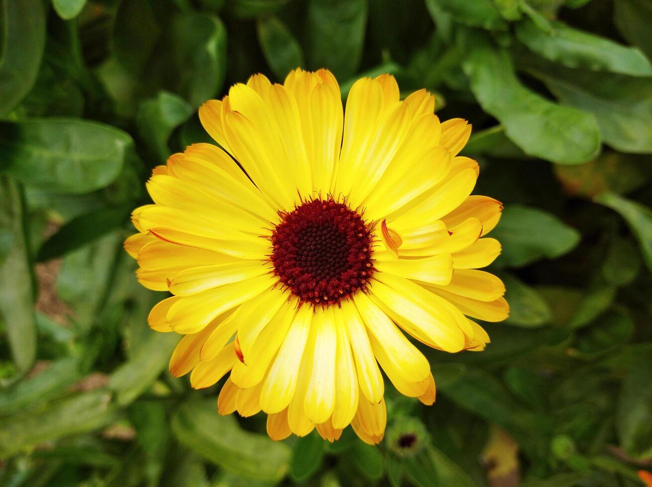Natural Flower in Garden photo