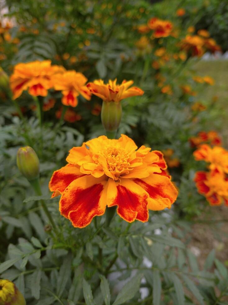 Orange Marigold Flower photo