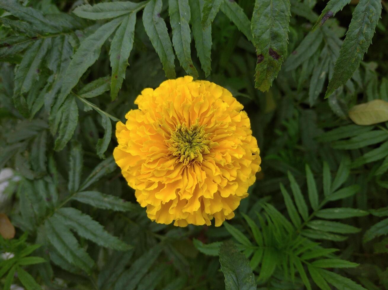 Yellow Marigold Flower photo