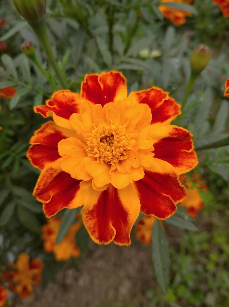 Orange Marigold Flower photo