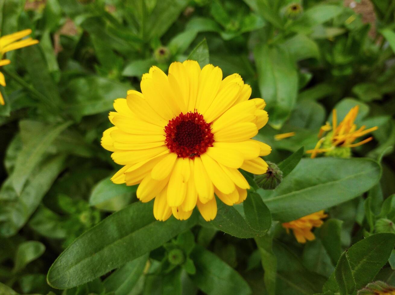 Natural Flower in Garden photo