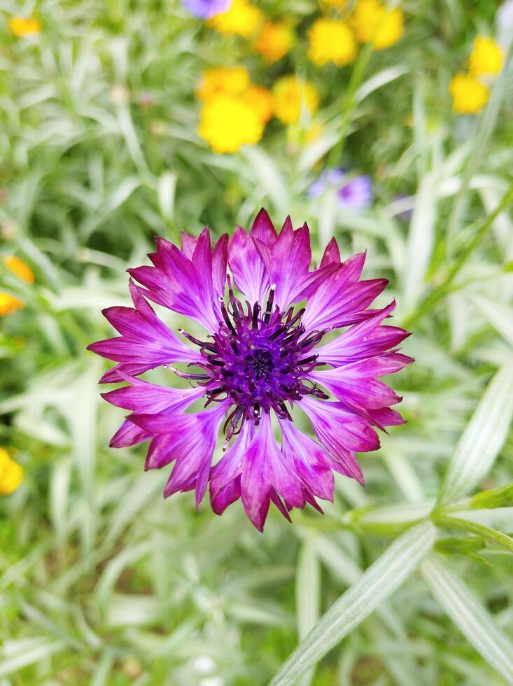 Natural Flower in Garden photo