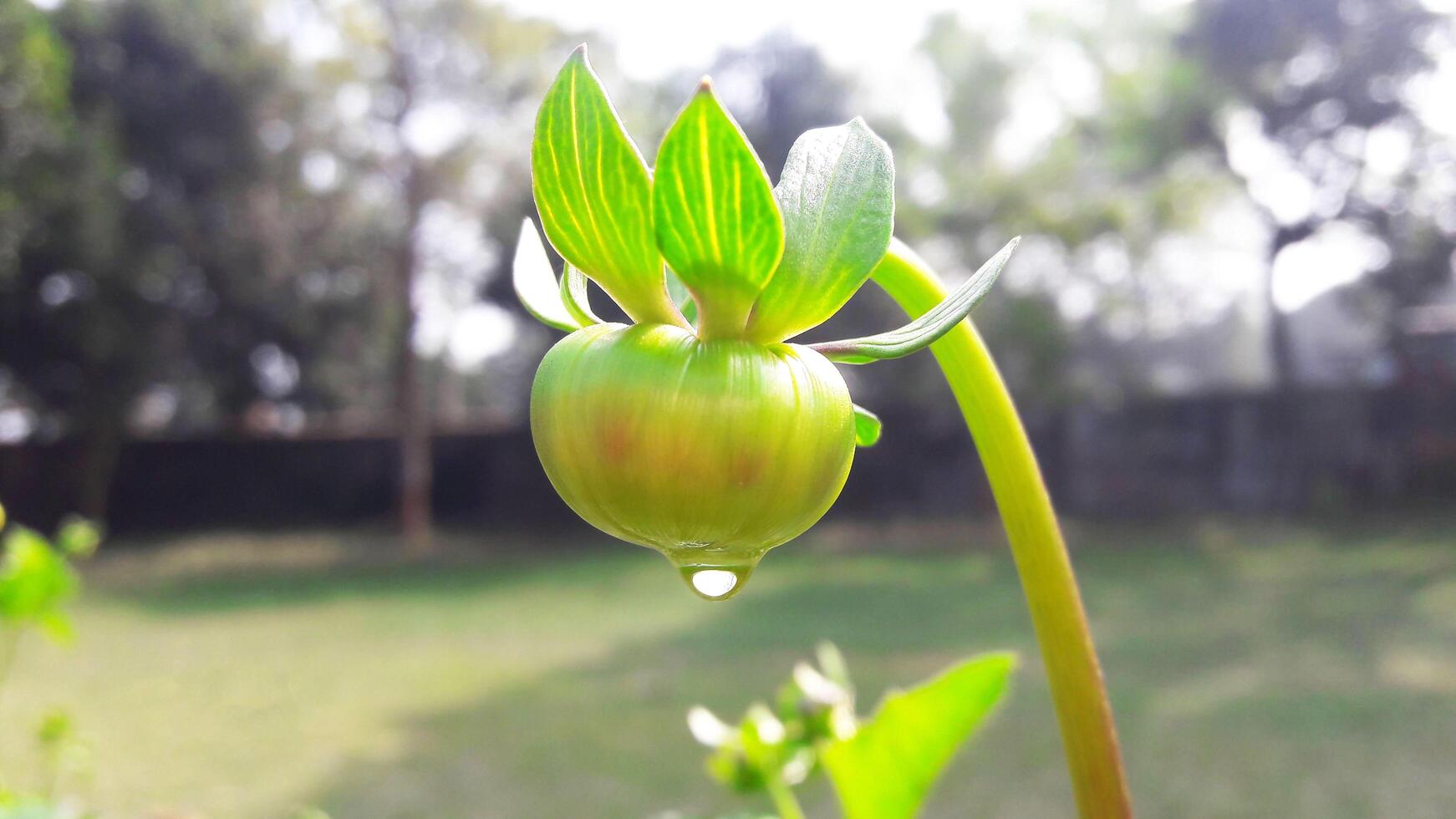 Dahlia Flower Water Drop photo
