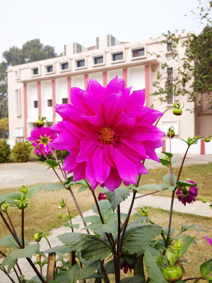 Natural Flower in Garden photo