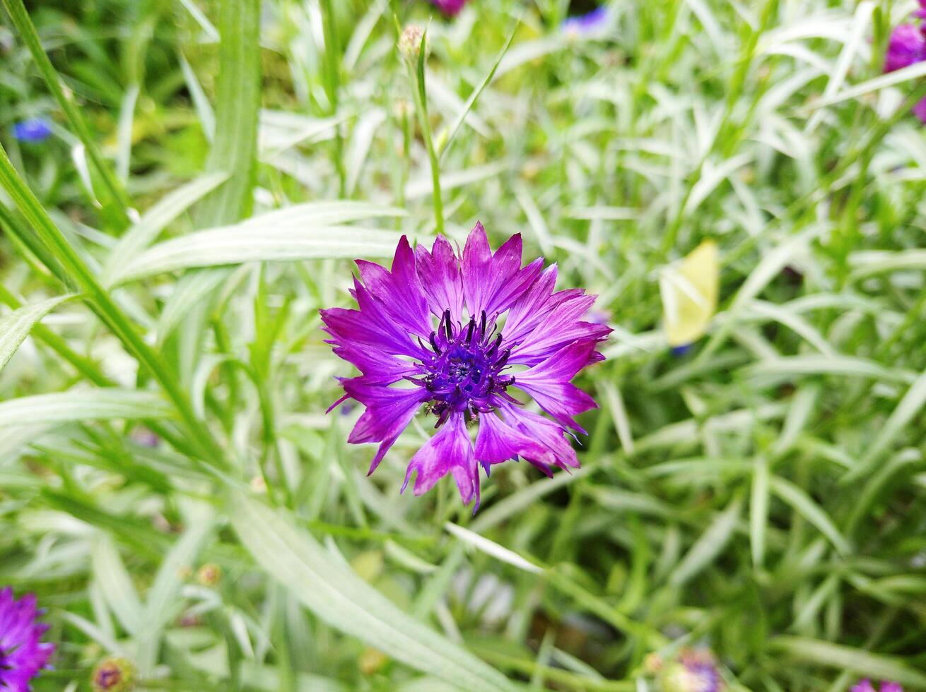 Natural Flower in Garden photo