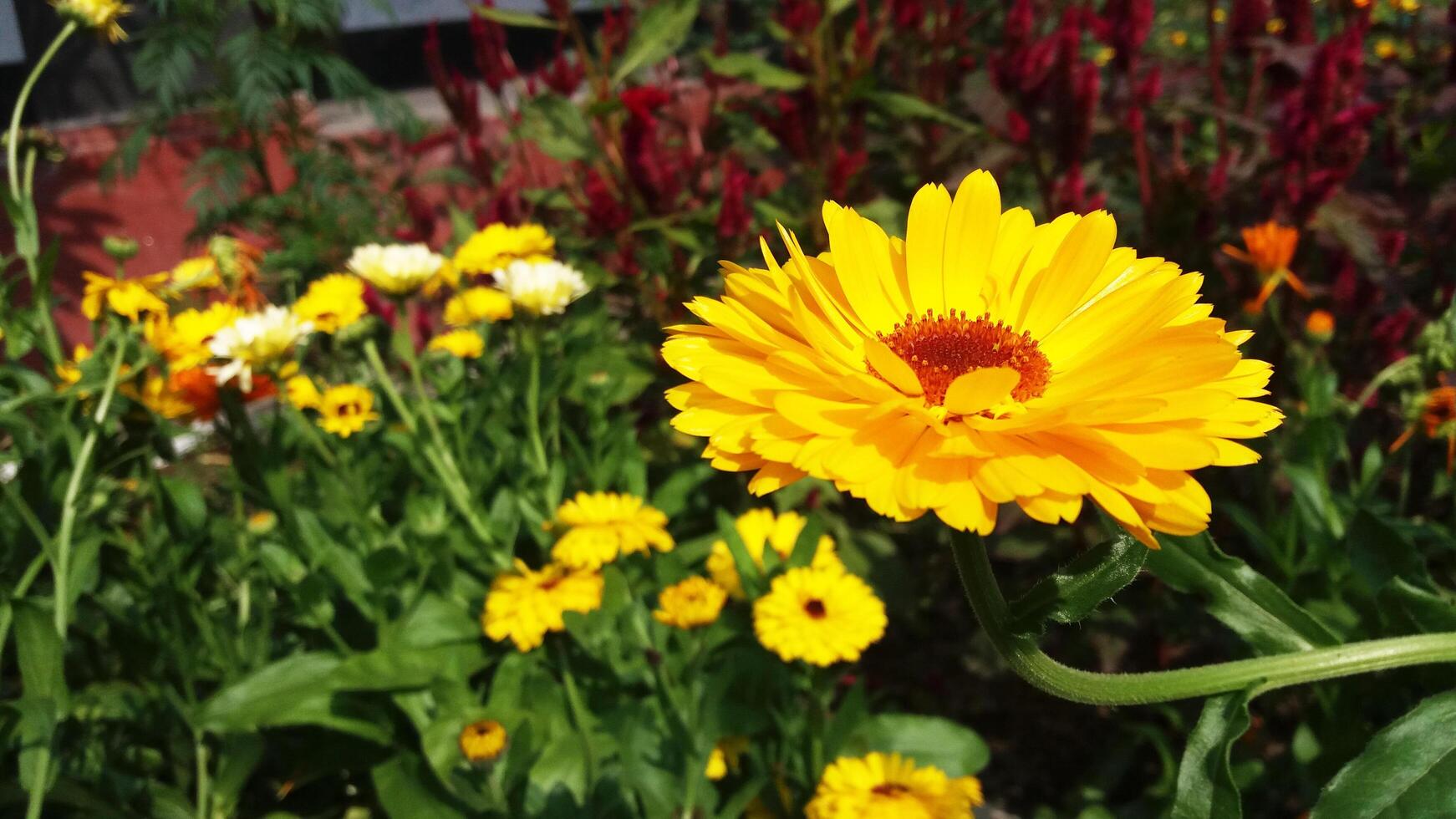 Yellow Marigold Background photo