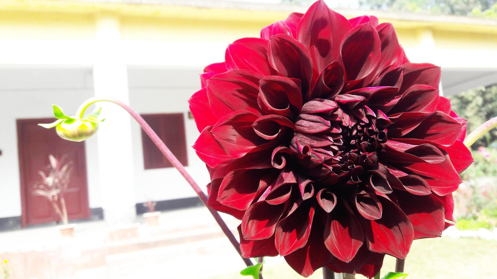 Big Dahlia Flower photo