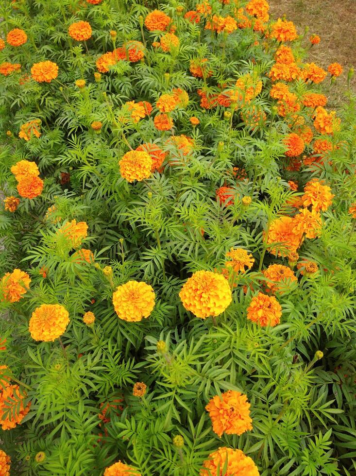 Natural Flower in Garden photo