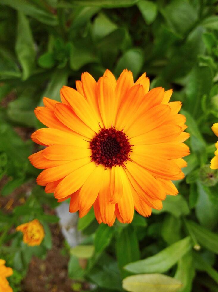 Natural Flower in Garden photo