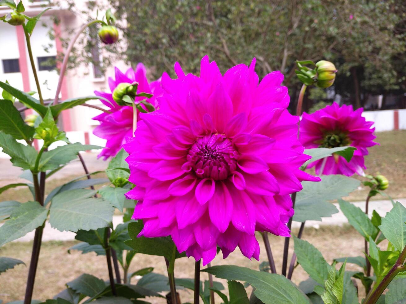 Natural Flower in Garden photo