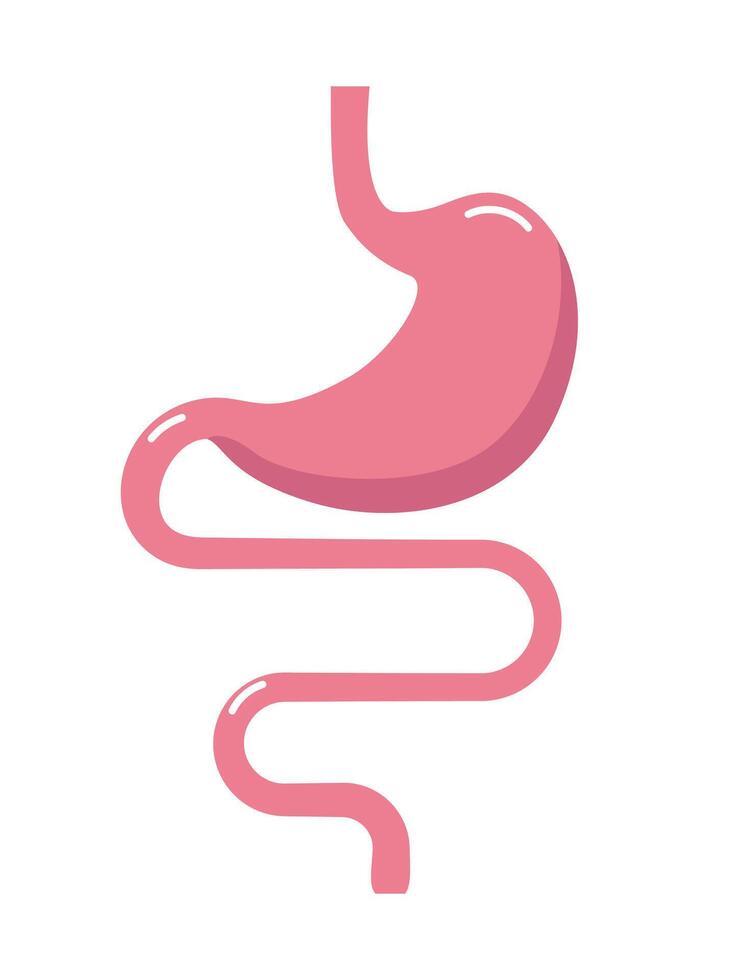 Digestive tract illustration. Gastrointestinal tract. Intestines, guts, stomach vector