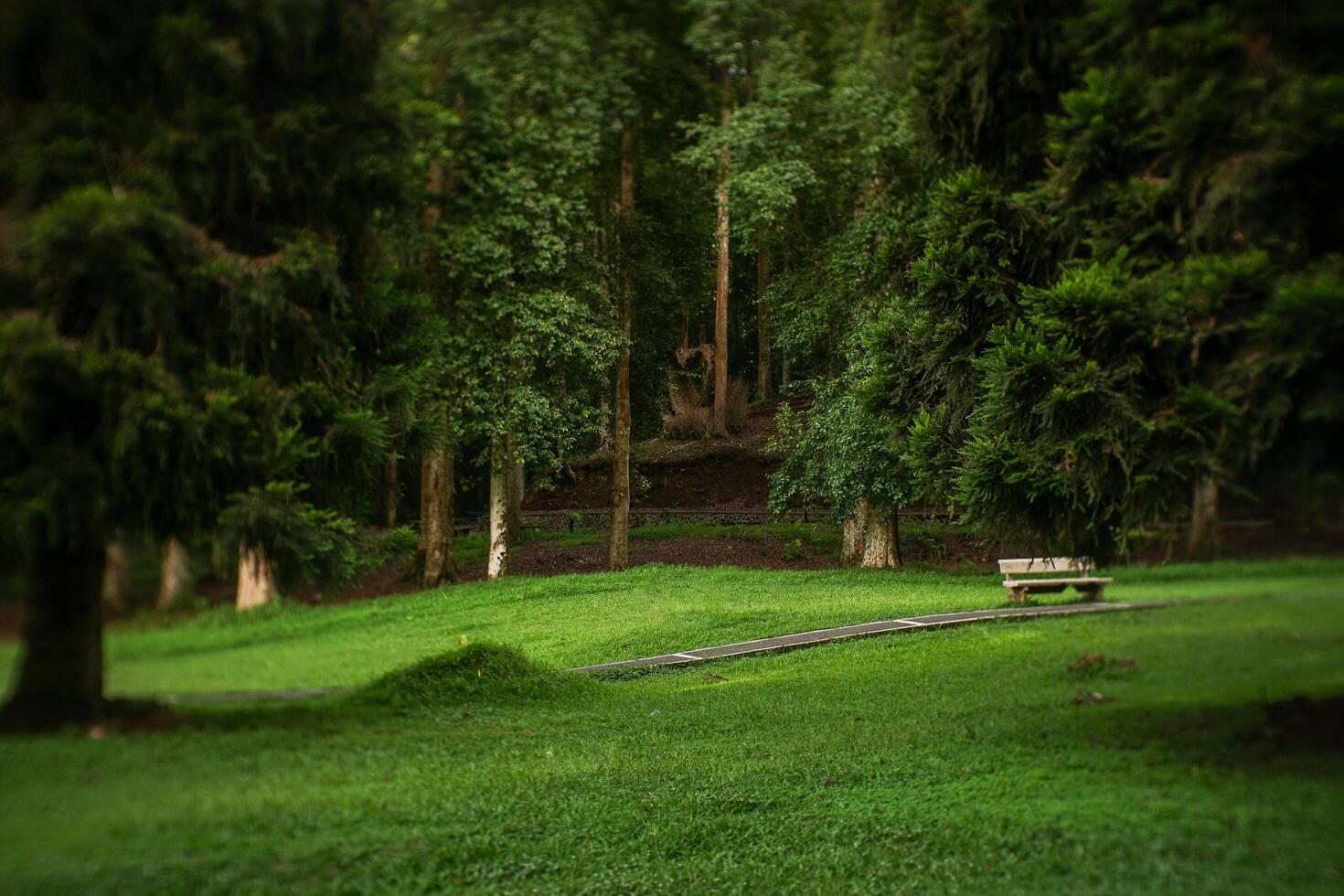 there is a bench in the middle of a grassy field photo