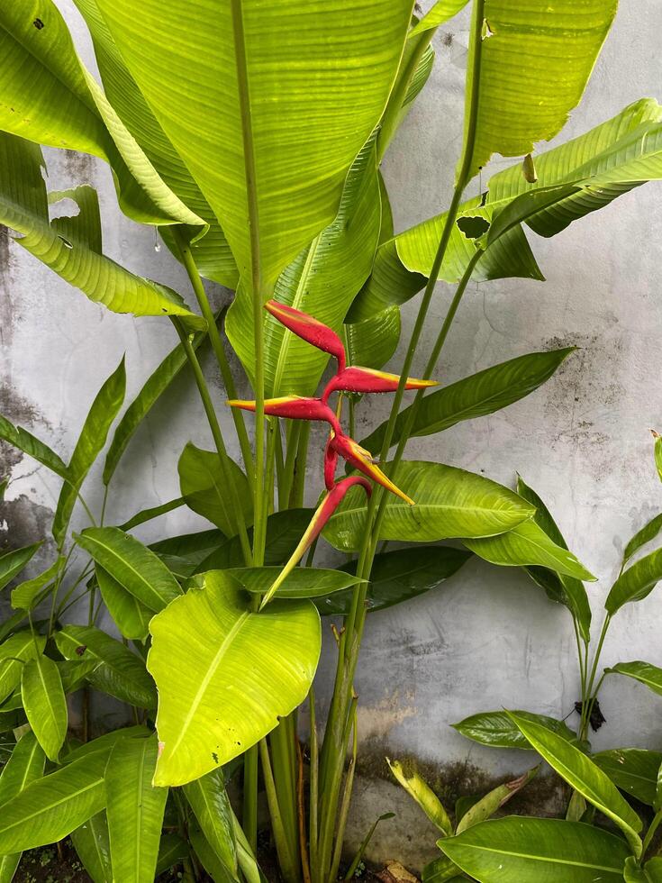 there is a plant that is growing in the dirt photo