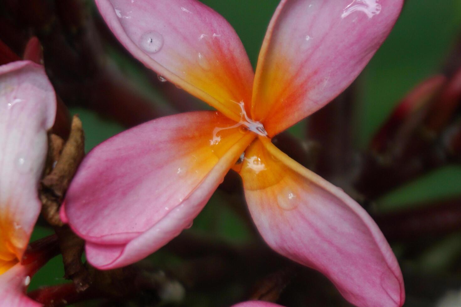 there are many pink flowers that are blooming on the tree photo