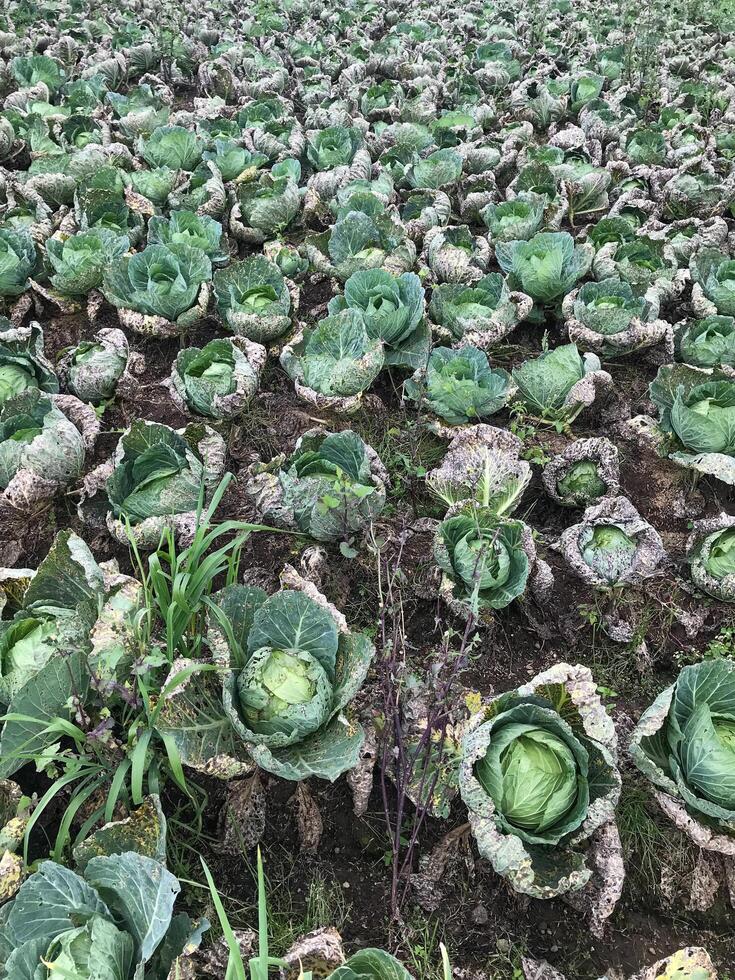 there are many cabbage plants growing in the field together photo