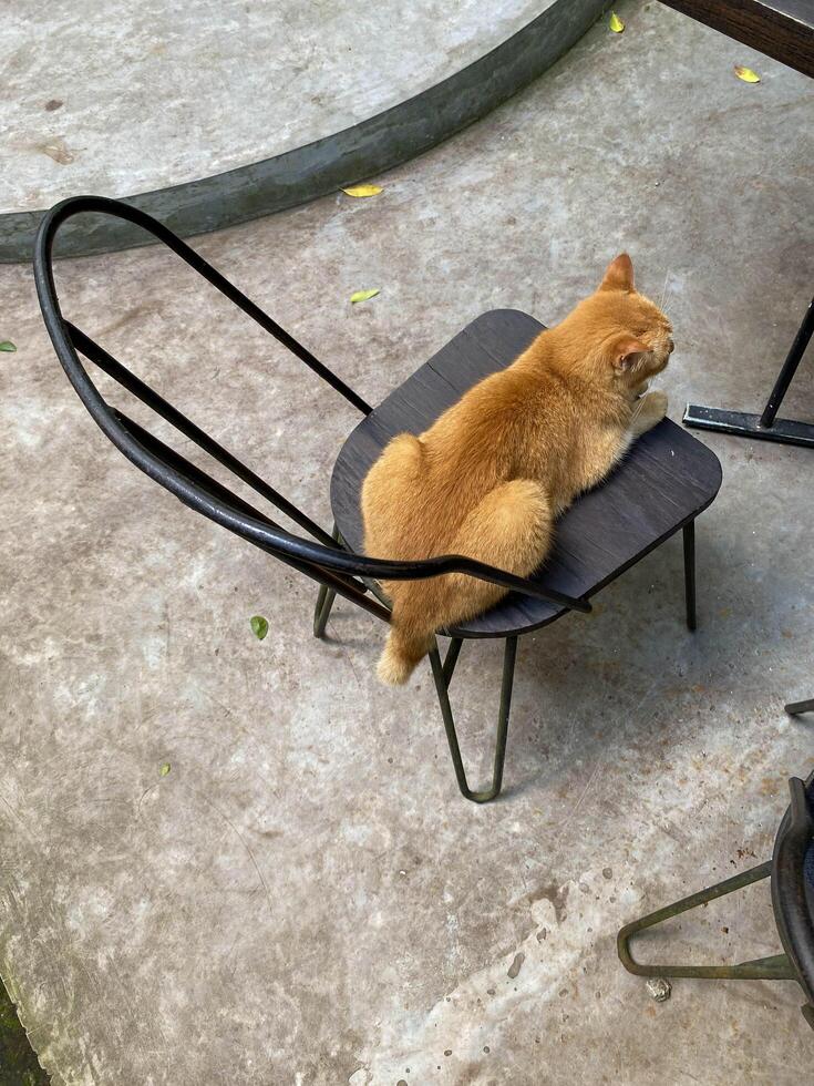 there is a cat sitting on a chair on the concrete photo