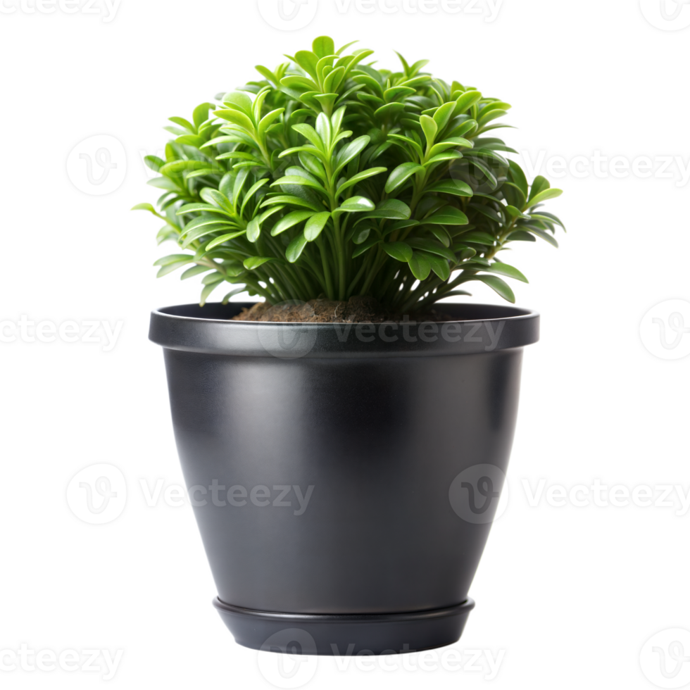 Lush green houseplant in black pot on transparent background png