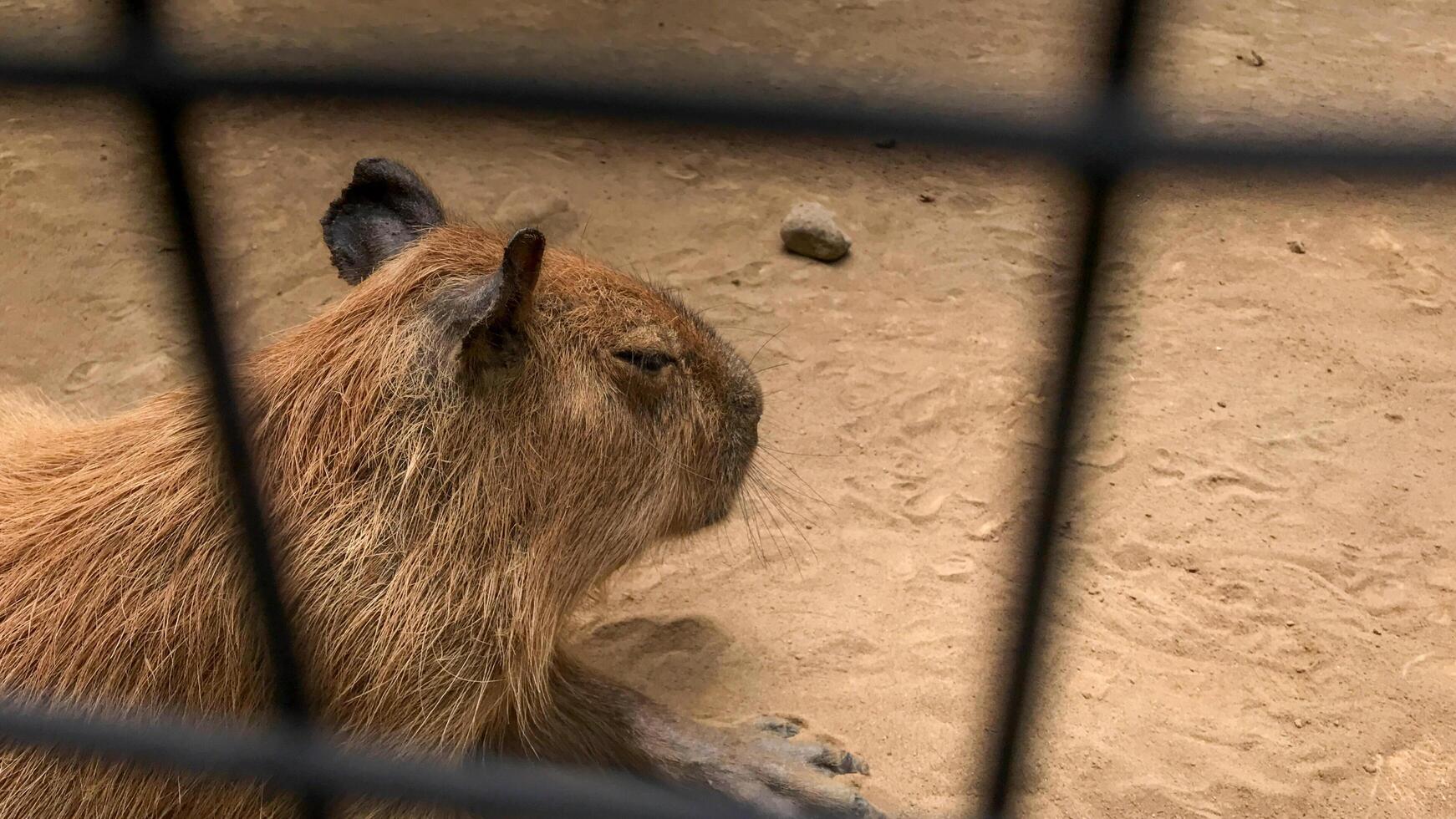 there is a capybara sitting in the dirt behind a fence photo