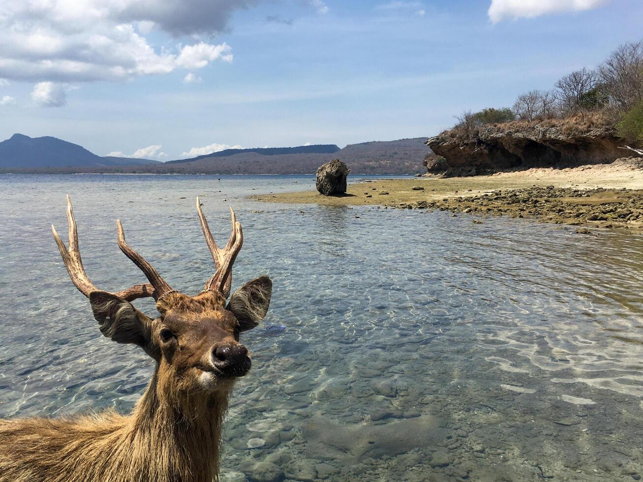 there is a deer standing in the water near a beach photo