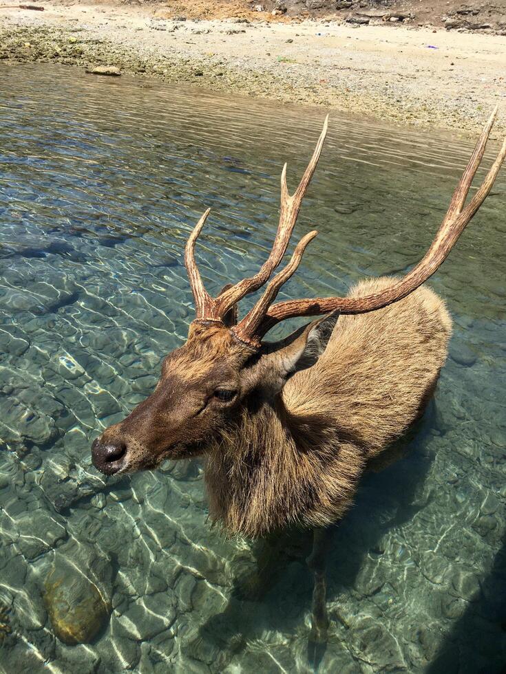 High angle view of deer in lake. there is a deer that is standing in the water photo