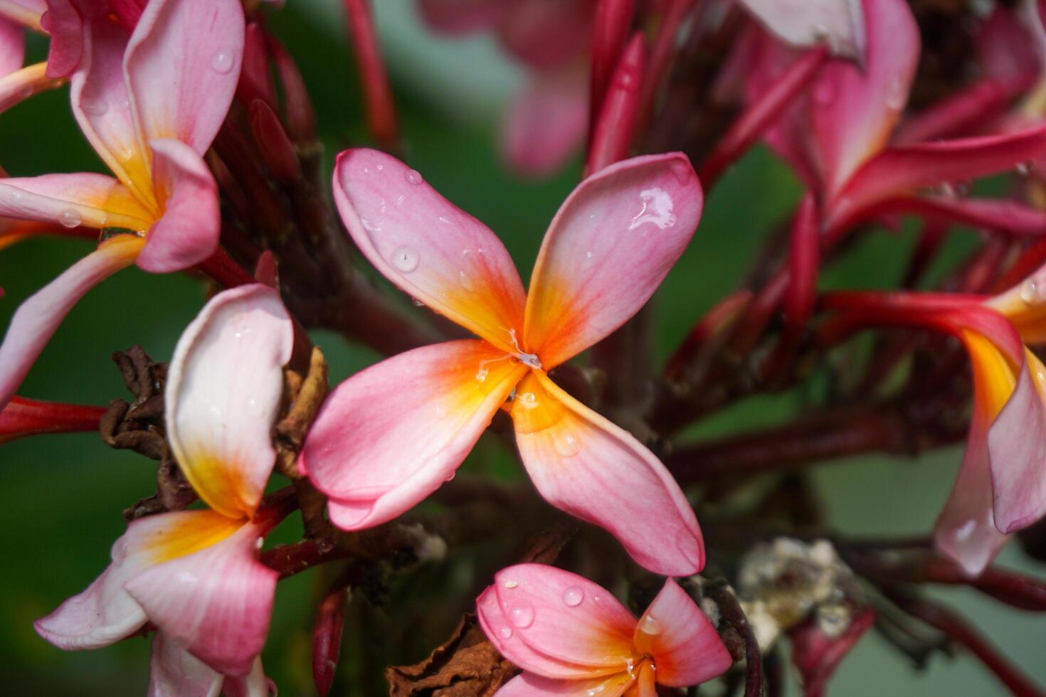 there are many pink flowers that are blooming on the tree photo