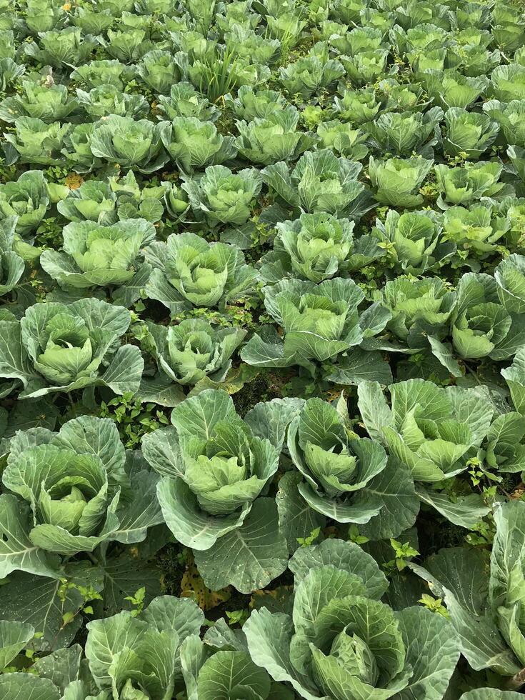 there are many cabbage plants growing in the field together photo