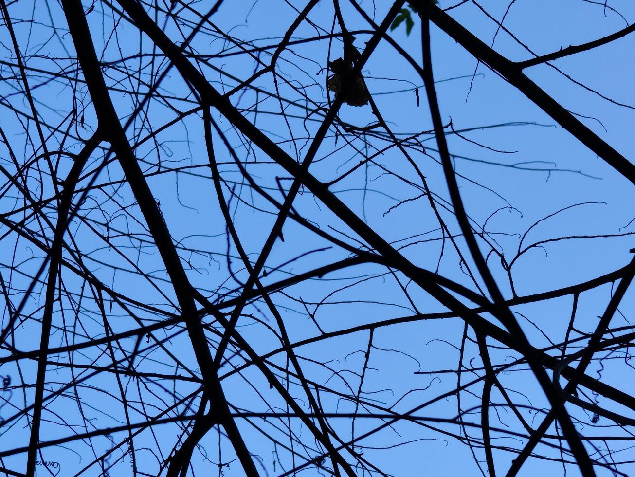 wood tree branch silhouette. nature sign and symbol. photo