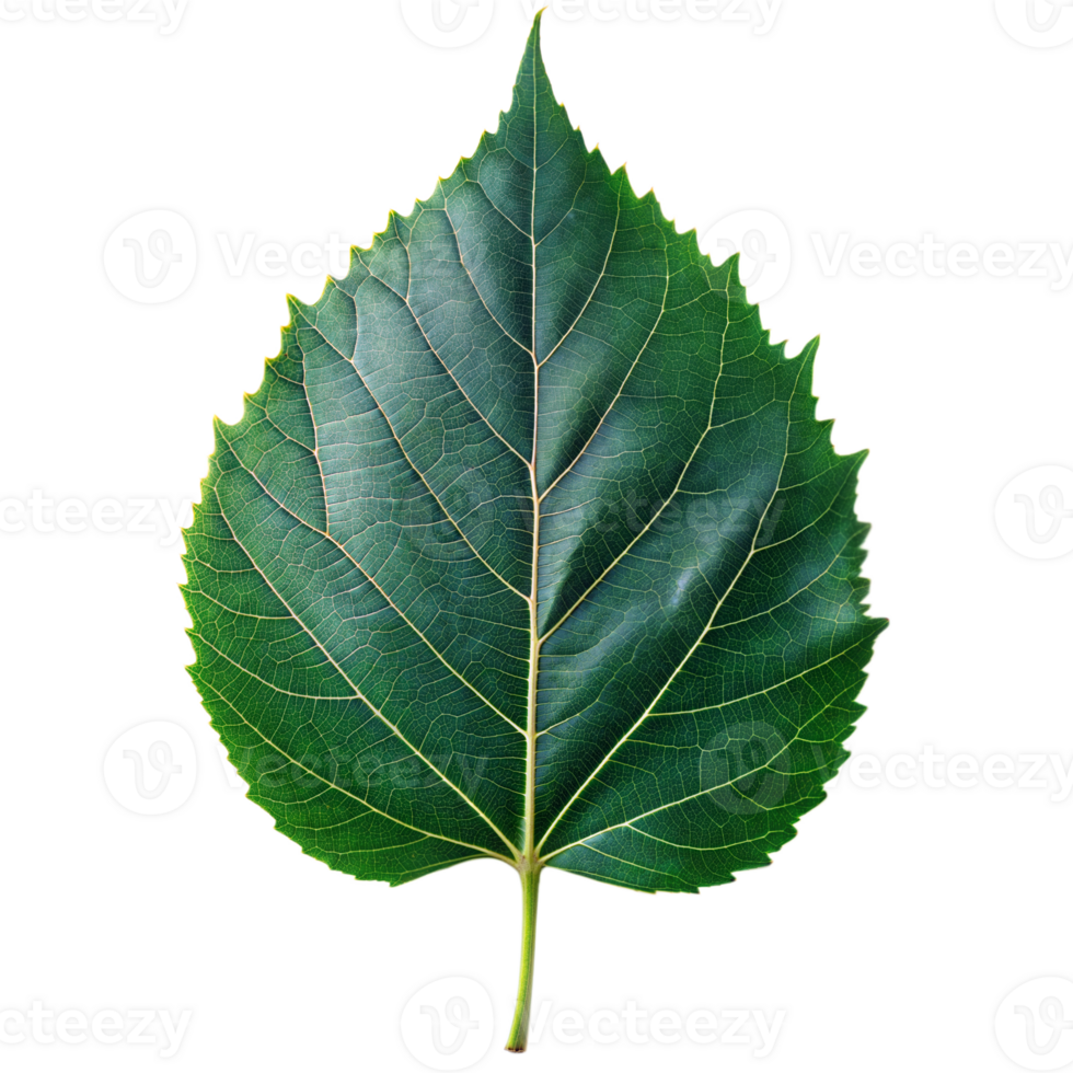 High-resolution green leaf with detailed texture png