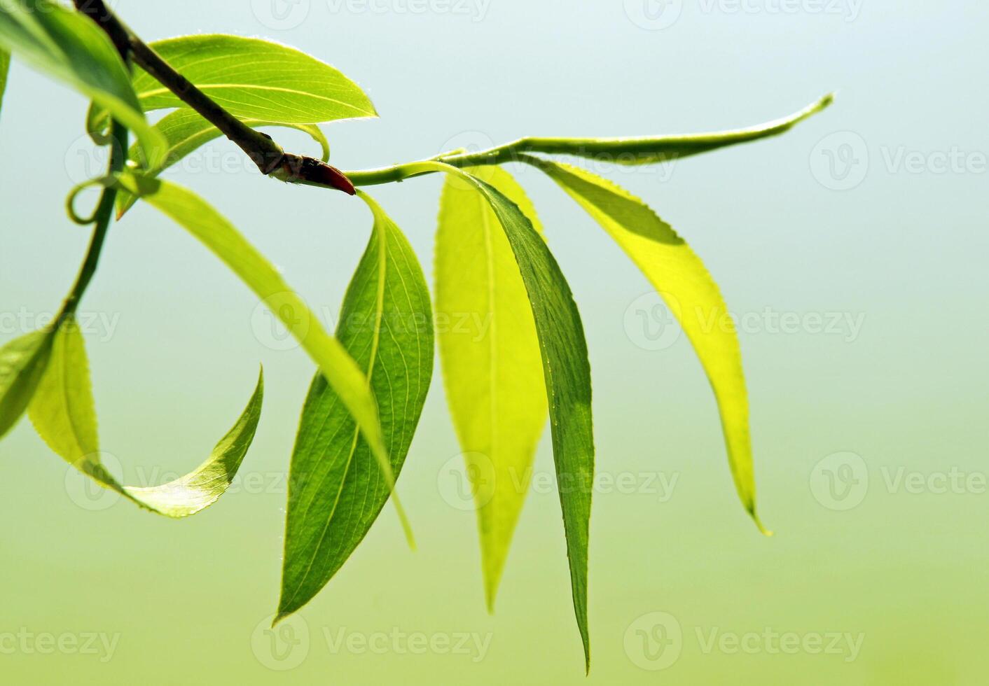 Close-up of fresh green foliage photo
