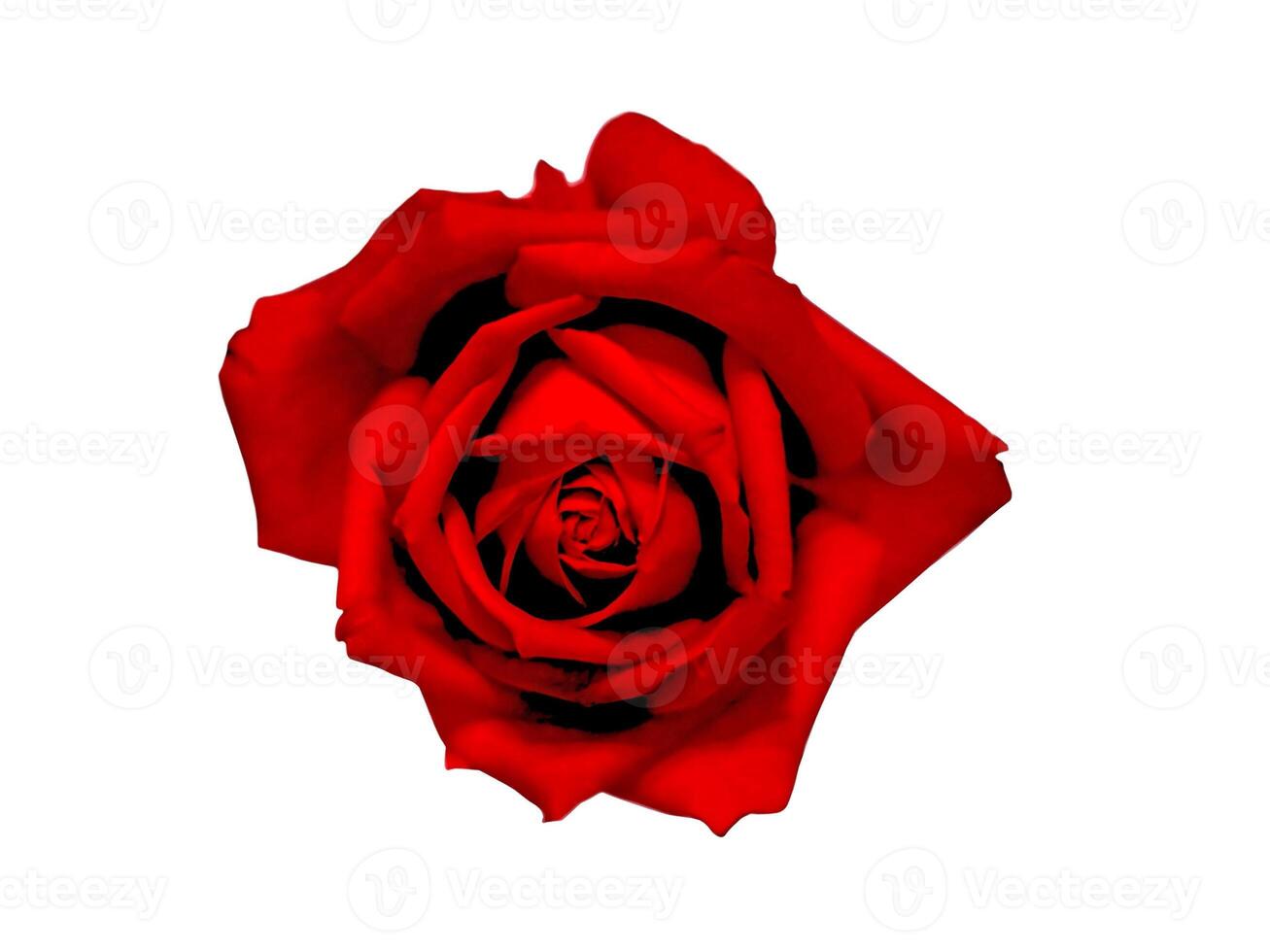 Beautiful red rose bud isolated on white background photo