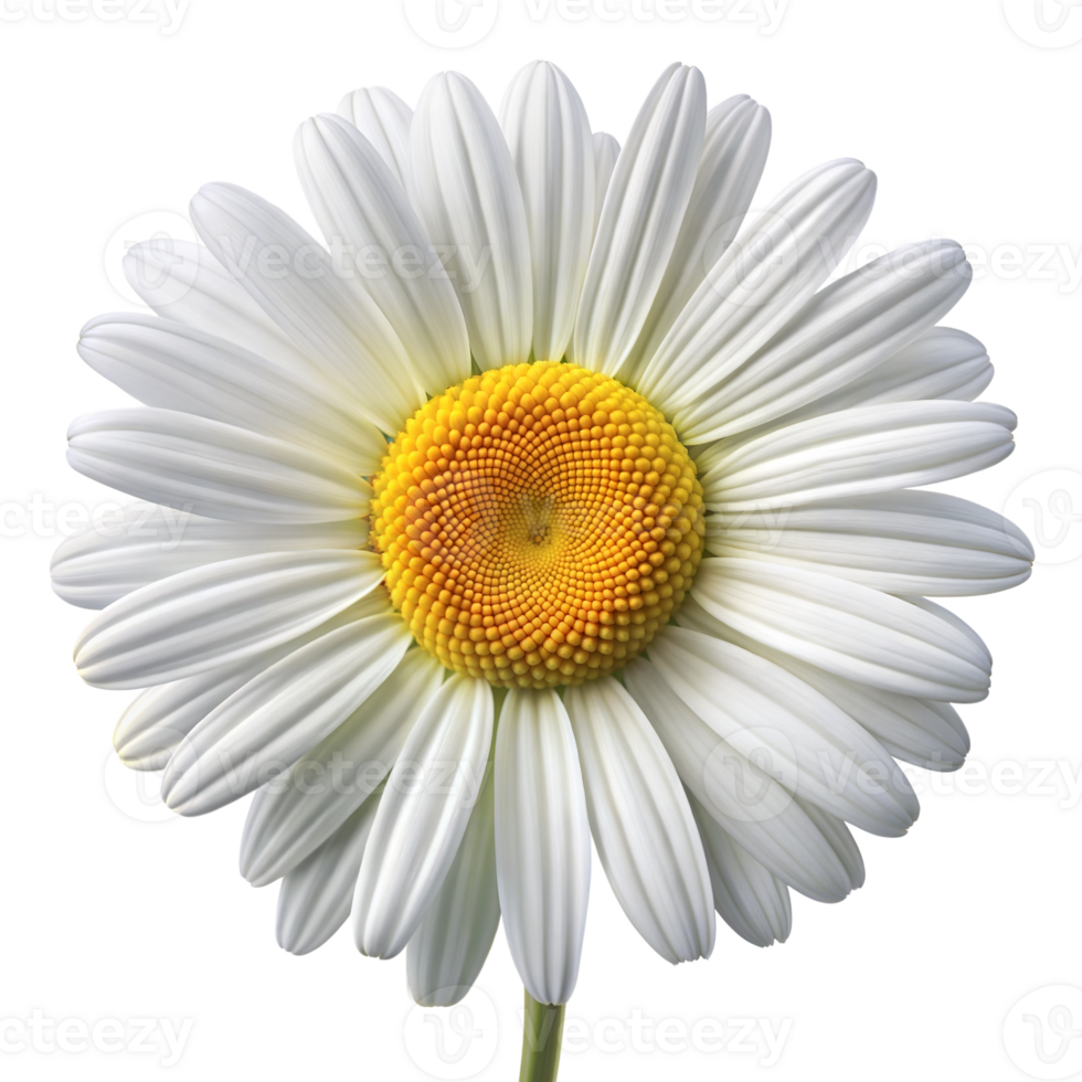 Close-up of a beautiful white daisy flower in bloom png