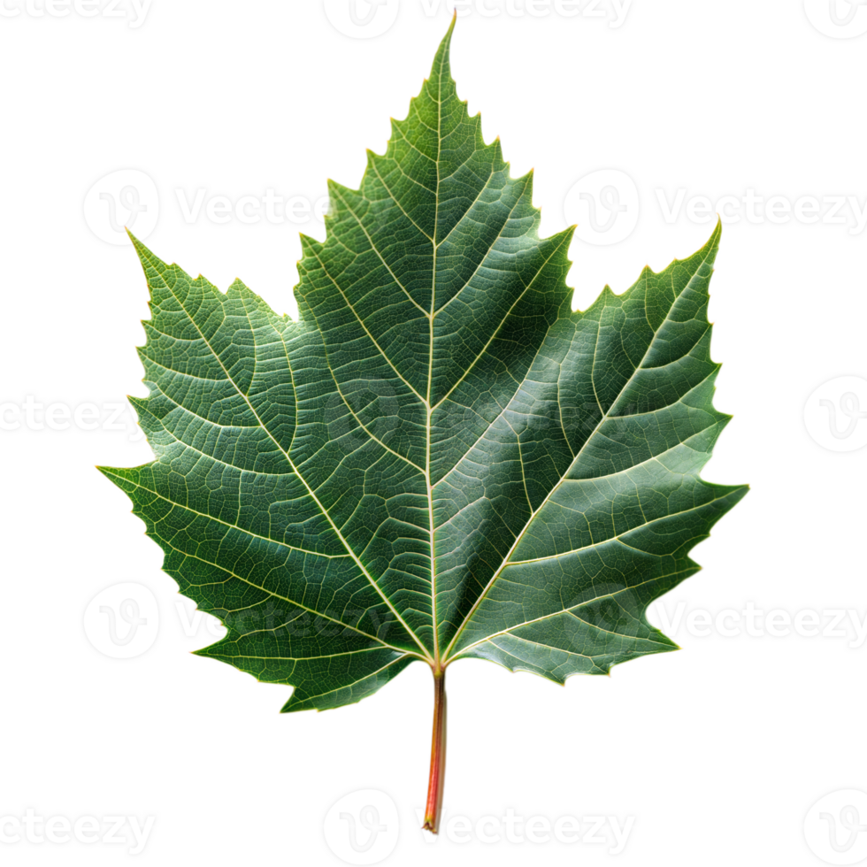 Green maple leaf isolated on a transparent background png