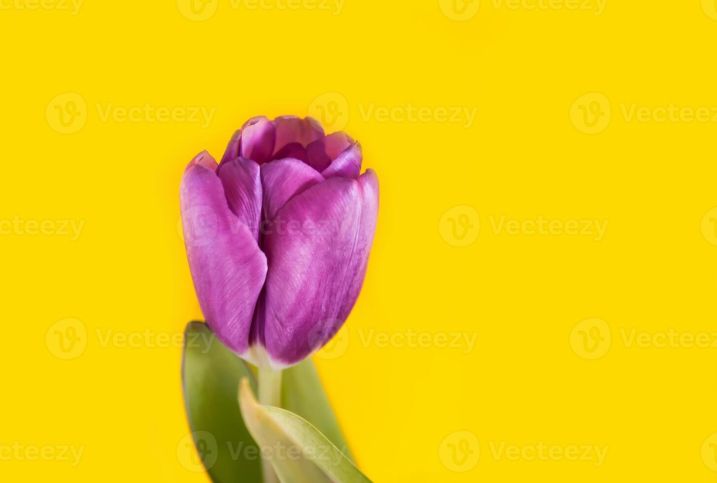 Purple tulip flowers on bright yellow background. photo