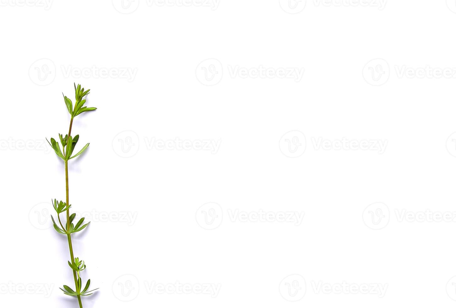 Wild green palnt on white background. Flat lay, top view photo