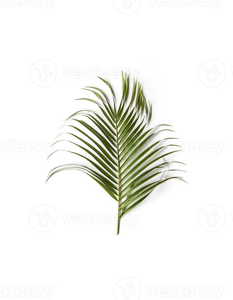 Green single leaf of palm tree on white background. photo