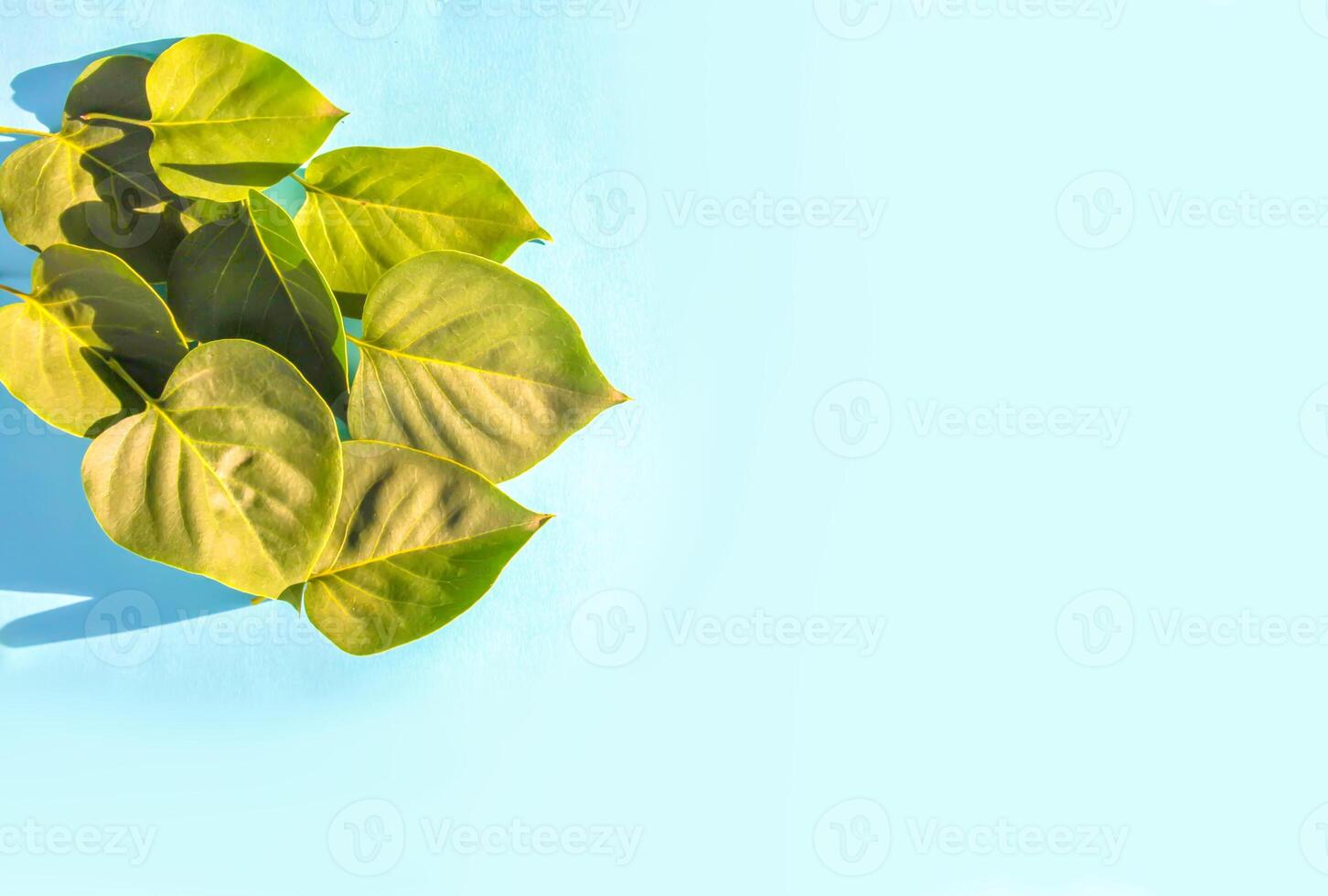 Green leaves on a soft blue background. photo
