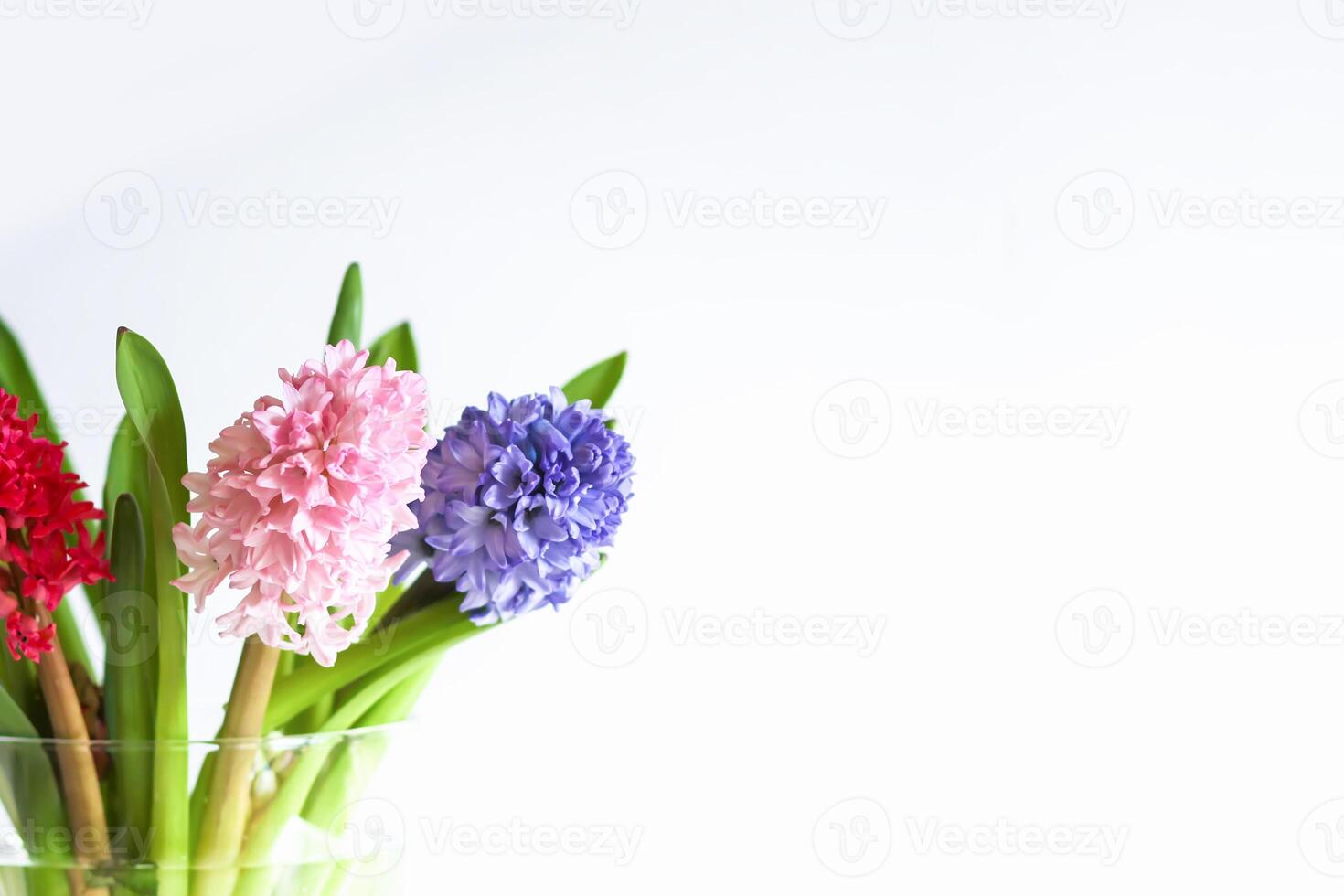 Hyacinth flowers on white background photo
