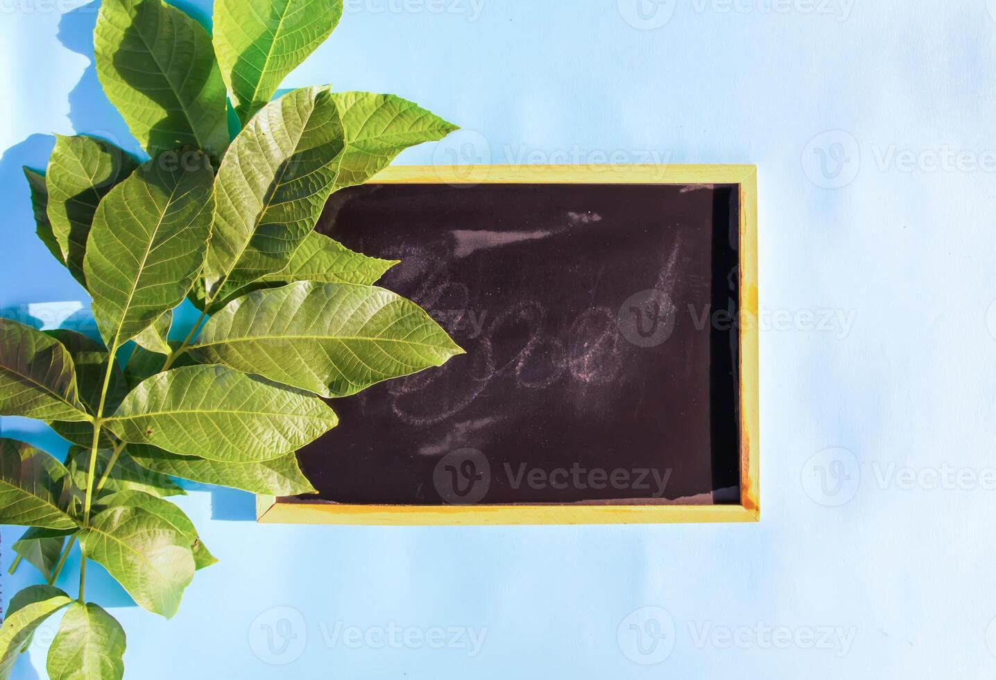 Green leaves on a soft blue background and black framed chalkboard. photo