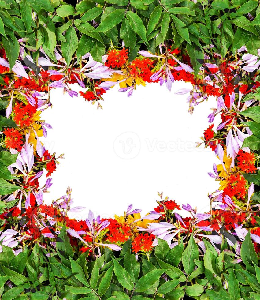 Frame of fresh bright summer flowers on white background. Festive floral template. Greeting card design. Top view. photo