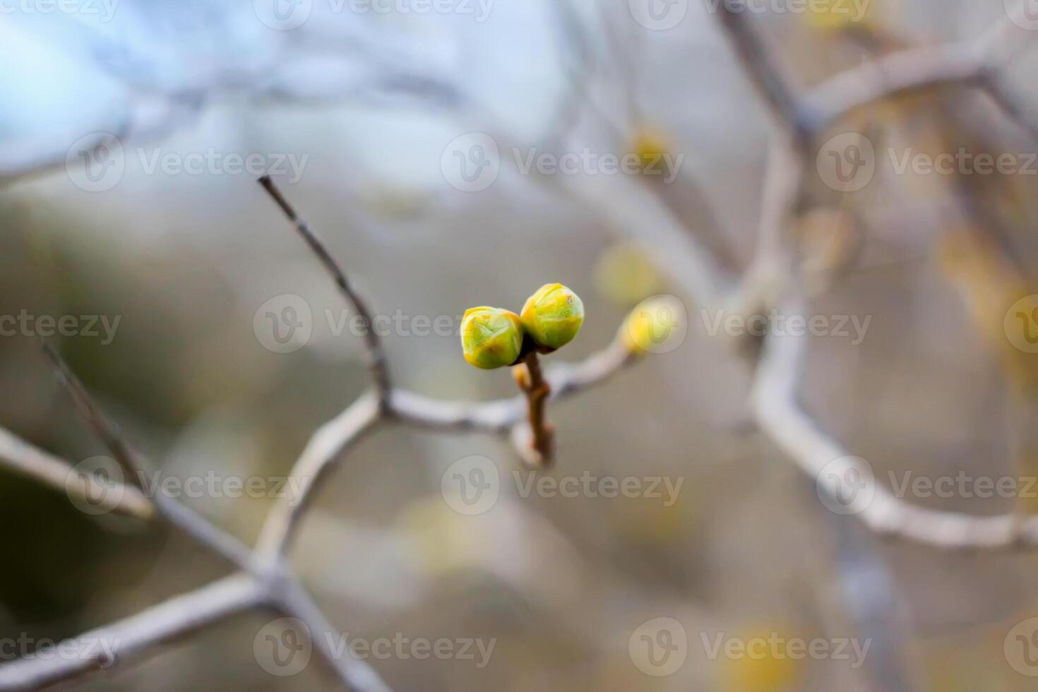 The first spring green buds and leaves on tree branches. photo
