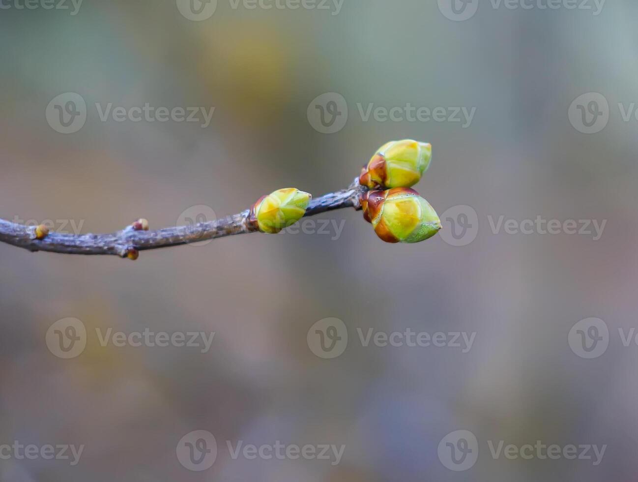 The first spring green buds and leaves on tree branches. photo