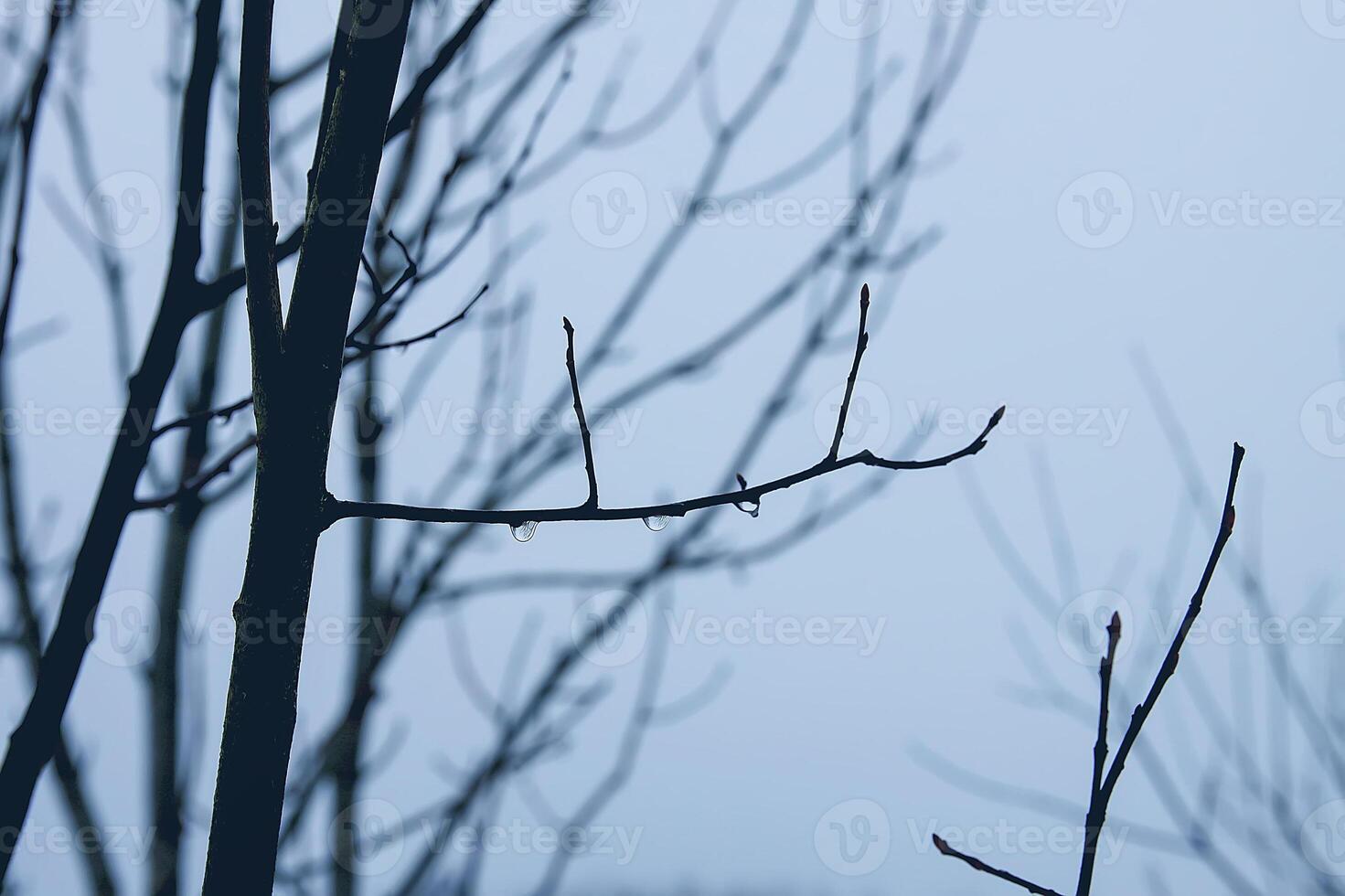 Early morning in november. Wet branches in water drops photo