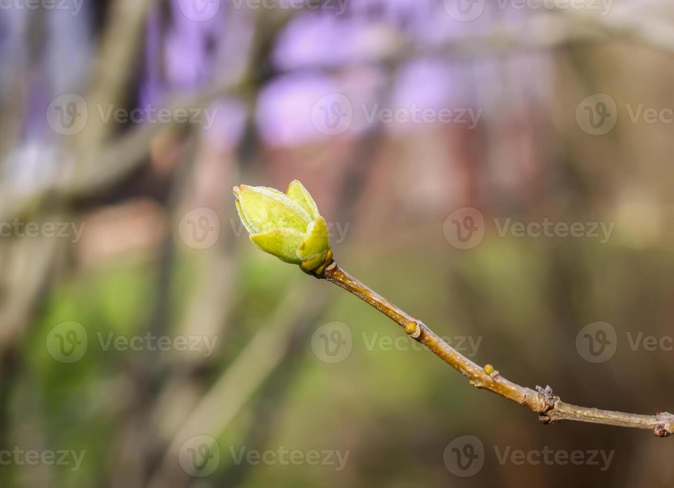 The first spring green buds and leaves on tree branches. photo