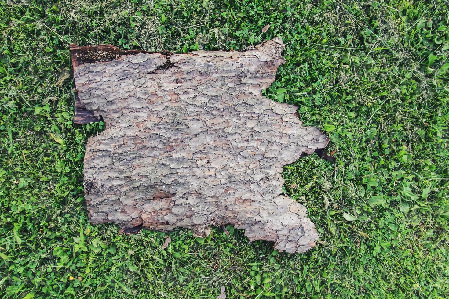 Piece of tree bark with rough natural texture on green grass. photo